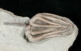 Very D Agaricocrinus Crinoid - Crawfordsville, Indiana #16078-1